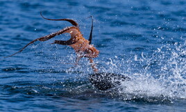 Da mostro a meraviglia. Così il polpo è stato consacrato dai suoi cantori
