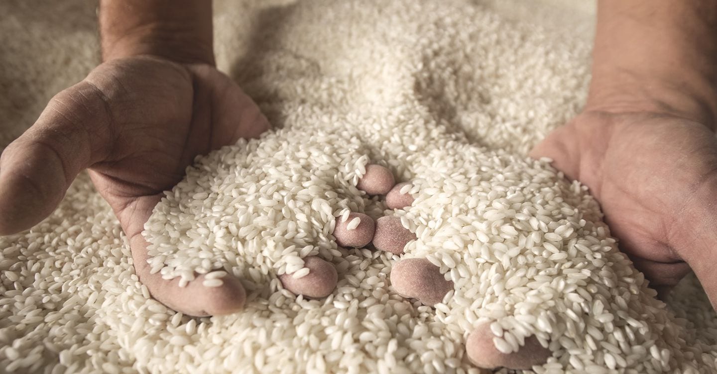 Declino del riso europeo: il 60% dei consumi proviene dall'importazione, Airi chiede maggiori protezioni