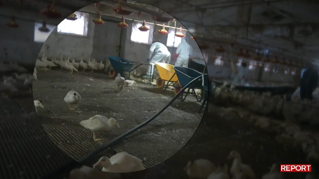 Emergenza influenza aviaria in Italia, le foto delle anatre colpite a bastonate: anticipazioni sulla prossima puntata di Report